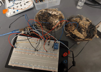 Hongos podrían convertirse en la memoria de las computadoras del futuro