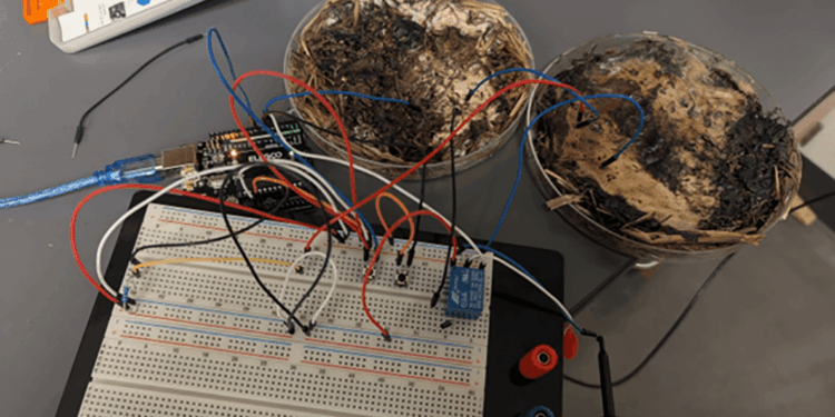 Hongos podrían convertirse en la memoria de las computadoras del futuro