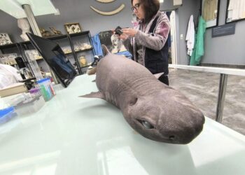 Llegada de un tiburón foca a una playa de Asturias genera gran expectación científica