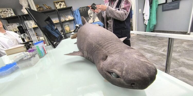Llegada de un tiburón foca a una playa de Asturias genera gran expectación científica