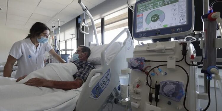 Nueva etapa de la investigación de los trasplantes de órganos de cerdos transgénicos